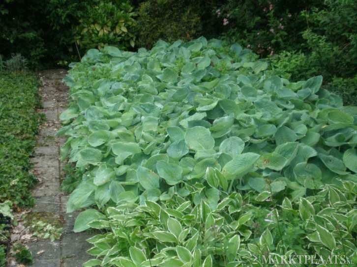 Hosta P9 sieboldiana elegans halcyon Blue cadet Big Daddy, Tuin en Terras, Planten | Tuinplanten, Vaste plant, Volledige schaduw