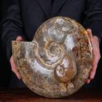 Exclusief Pools Cleoniceras - Gefossiliseerde schelp -