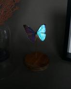 Vlinder Taxidermie volledige montage - Morpho aurora - 20 cm, Nieuw