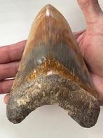 Enorme Megalodon tand 14,1 cm - Fossiele tand - Carcharocles