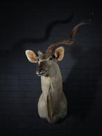 Greater Kudu Taxidermie wandmontage - Tragelaphus, Verzamelen, Nieuw