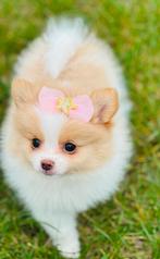 Mini pomeranian pomeriaan teefjes raszuiver hier geboren, Dieren en Toebehoren, Parvo, Overige rassen, 8 tot 15 weken, Teef