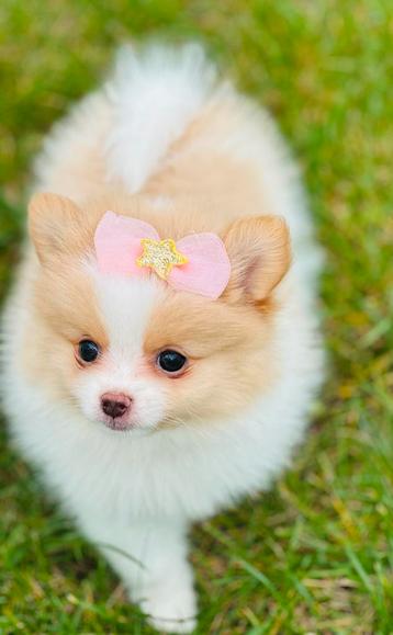 Mini pomeranian pomeriaan teefjes raszuiver hier geboren beschikbaar voor biedingen