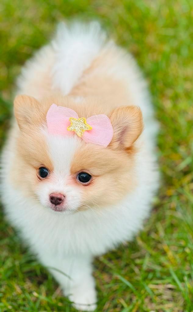 Mini pomeranian pomeriaan teefjes raszuiver hier geboren, Dieren en Toebehoren, Honden | Chihuahua's en Gezelschapshonden, Meerdere