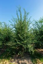 Crataegus monogyna meerstammig 250-300