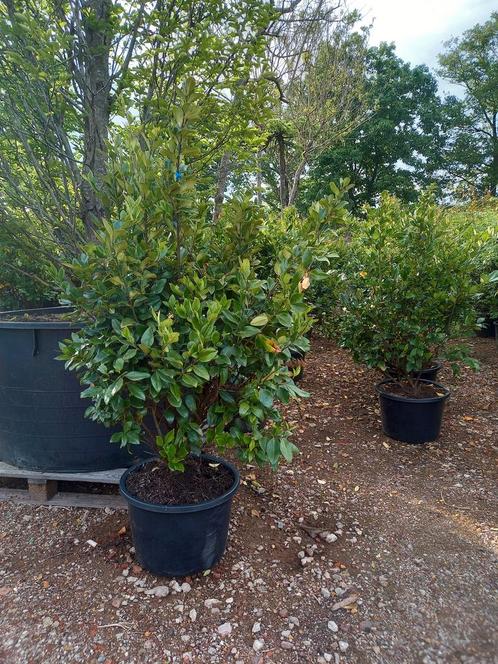 Ligustrum Texanum groenblijvende liguster, Tuin en Terras, Planten | Struiken en Hagen, Ophalen