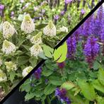 Bijentuin pakket 10 vlinderstruiken + 10 Salvia, Ophalen of Verzenden, Overige soorten