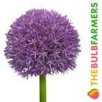 The Bulb Farmers - 16 x Allium Statos - donker paars, Verzenden, Najaar, Volle zon, Bloembol