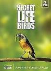 Secret life of birds (3dvd) DVD