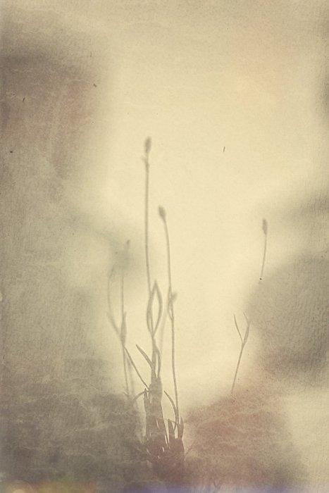 Annemiek van der Kuil - Remember Lavender, Antiek en Kunst, Kunst | Designobjecten