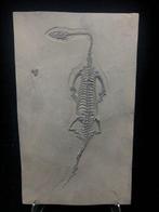 Fossiel - Fossiele matrix - Keichousaurus sp. - 27.5 cm -