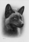 Schu - Silver fox
