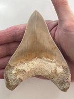 Megalodon - Fossiele tand - 11.7 cm