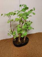 Ginkgo bonsai (Ginkgo biloba) - Hoogte (boom): 46 cm -