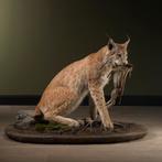 Lynx met Frisling Taxidermie Opgezette Dieren By Max, Verzamelen, Ophalen of Verzenden, Nieuw, Wild dier, Opgezet dier