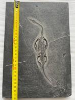 Zeereptiel - Gefossiliseerd dier - Keichousaurus juvénile -