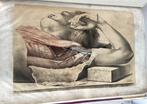George Viner - G.H.Ford - Illustrations of Dissections in a