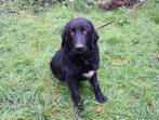 Jonge getrainde lieve hond, Parvo, 15 weken tot 1 jaar, Meerdere, Meerdere dieren