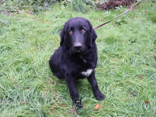 Jonge getrainde lieve hond, Dieren en Toebehoren, Honden | Niet-rashonden, Middel, Meerdere, Meerdere dieren, CDV (hondenziekte)