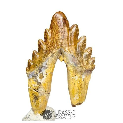 Uitmuntende Huge Basilosaurus (Walvis Voorouder), Verzamelen, Mineralen en Fossielen