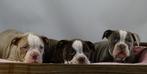 Old English Bulldog pups! t Gezonde type. Mogen direct mee!, Parvo, Nederland, 8 tot 15 weken, Bulldog