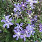 Clematis ‘Arabella’ - 60-80 cm, Tuin en Terras, Planten | Tuinplanten, Ophalen of Verzenden