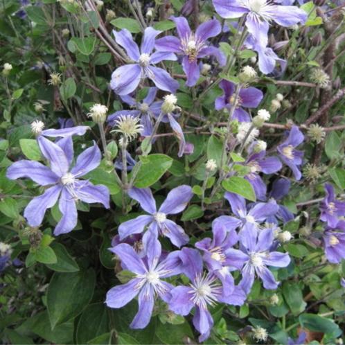 Clematis ‘Arabella’ - 60-80 cm, Tuin en Terras, Planten | Tuinplanten, Ophalen of Verzenden