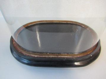 Stolp - Glas en hout - 1900-1910 - Grote stolp 53 cm beschikbaar voor biedingen