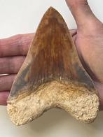 Megalodon - Fossiele tand - 12.3 cm
