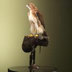 Buizerd Taxidermie volledige montage - Buteo jamaicensis -, Nieuw