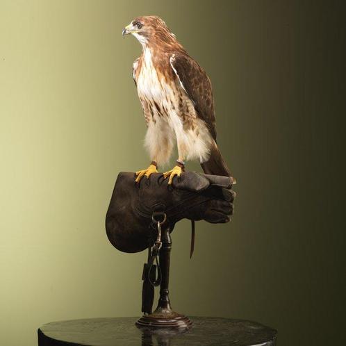 Buizerd Taxidermie volledige montage - Buteo jamaicensis -, Verzamelen, Dierenverzamelingen