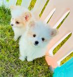 Echte plaatje MALTIPOM reutje mag verhuizen, Dieren en Toebehoren, Honden | Chihuahua's en Gezelschapshonden, Parvo, Overige rassen