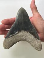Enorme Megalodon tand van 15 cm - Fossiele tand -