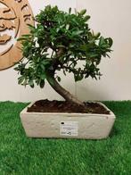 Vuurdoorn bonsai (Pyracantha) - Hoogte (boom): 30 cm -, Antiek en Kunst