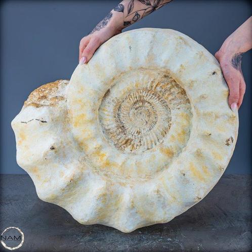 Prachtige natuurlijke ammoniet uit Madagaskar – Een fossiel, Verzamelen, Mineralen en Fossielen