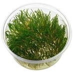 AQUAlook Flame mos | Fire mos | in 80 cc cup Waterplant, Dieren en Toebehoren, Vissen | Aquaria en Toebehoren, Nieuw, Ophalen of Verzenden