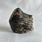 Wolharige mammoet - Fossiele tand - 14 cm - 13 cm  (Zonder, Verzamelen, Mineralen en Fossielen