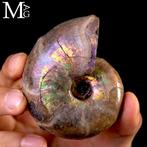 Verstenen regenboog Ammoniet iridescent Desmoceras –, Antiek en Kunst