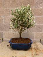 Olijf bonsai (Olea europaea) - Hoogte (boom): 50 cm - Diepte, Antiek en Kunst, Curiosa en Brocante