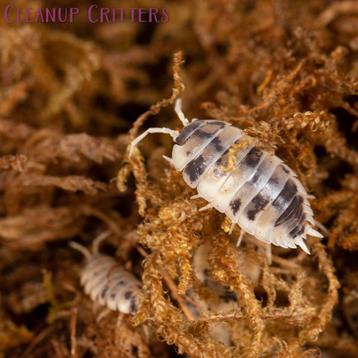 Porcellio laevis Dairy Cow pissebedden isopods beschikbaar voor biedingen