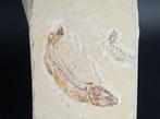 salmonidae - Gefossiliseerd dier - fish - 9 cm (Zonder