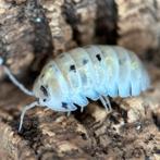 Isopod Armadillidium Vulgare Magic Potion, Dieren en Toebehoren