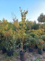 Lagerstroemia Indica Wit en paars indische sering, Tuin en Terras, Ophalen