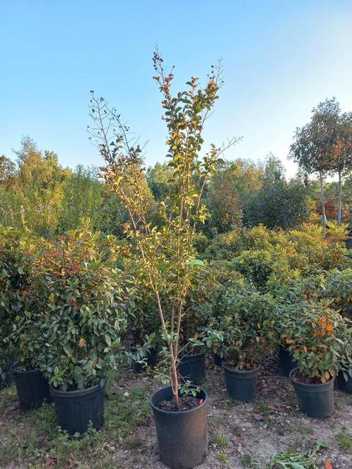 Lagerstroemia Indica Wit en paars indische sering, Tuin en Terras, Planten | Struiken en Hagen, Ophalen