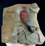 Buitengewoon primitief artrópood - Tremaglaspis!!! -, Verzamelen, Mineralen en Fossielen