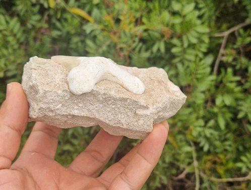 Haai - Fossiele tand - Otodus obliquus - 7 cm (Zonder, Verzamelen, Mineralen en Fossielen