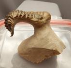 Trilobiet - Fossiel skelet - Crotalocephalus gibbus - 11 cm
