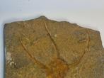 Echinoderm - Gefossiliseerd dier - 14 cm (Zonder