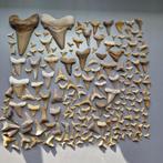 Large collection of mixed Fossil Shark Teeth - Fossiele