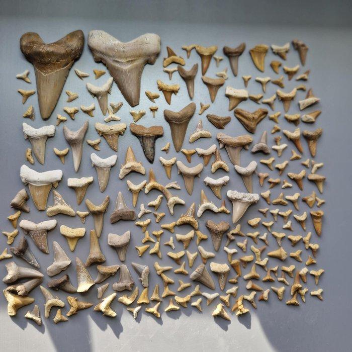Large collection of mixed Fossil Shark Teeth - Fossiele, Verzamelen, Mineralen en Fossielen